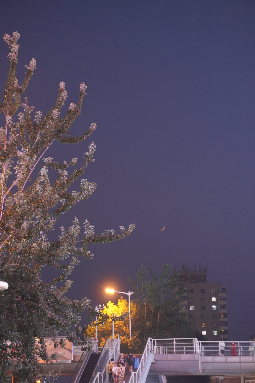 夜色中的樱花、路灯与一弯新月