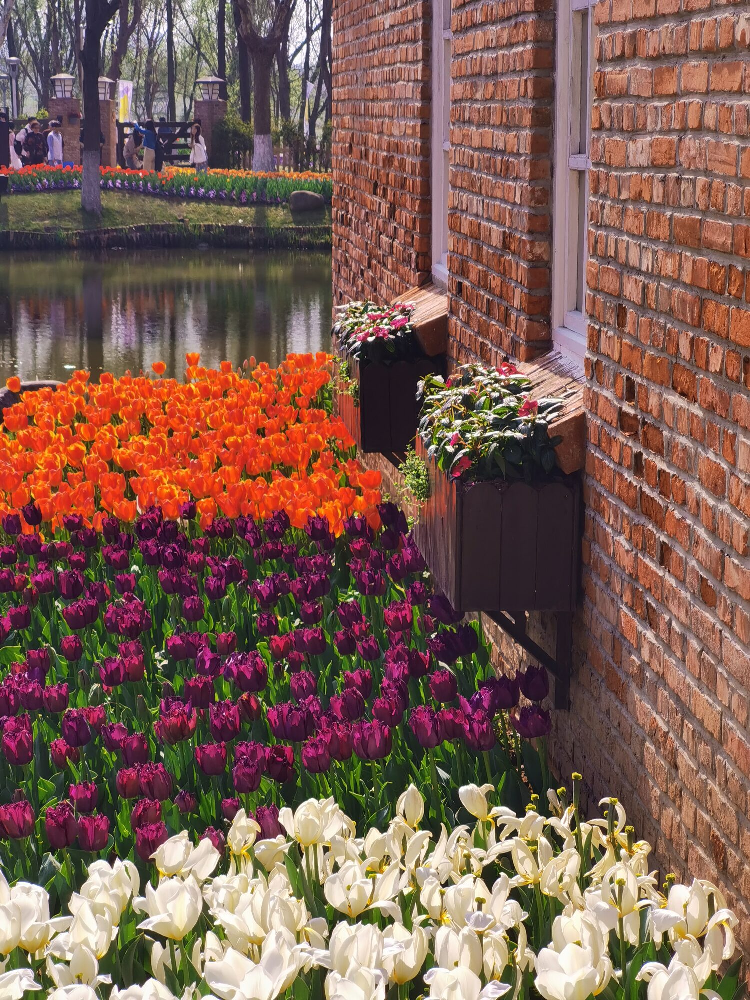 春日里红砖墙前盛开的郁金香花海